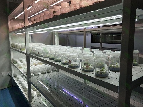 宿州植物组织培养实验室设计建设方案